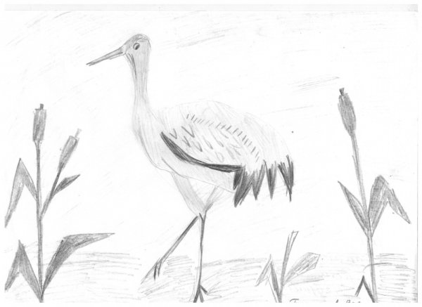 Журавль карандашом