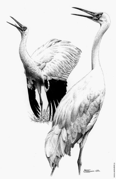 Журавль рисунок карандашом