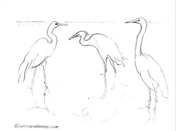 Журавль рисунок карандашом