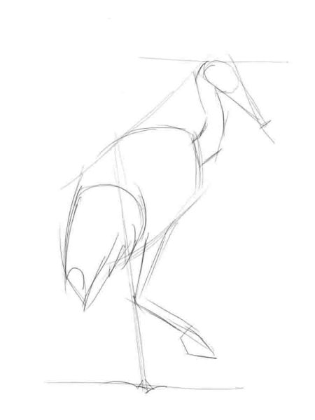 Аист контур