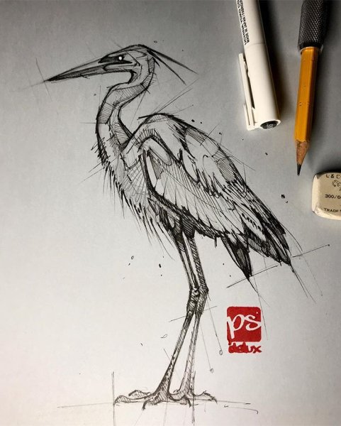 Белый журавль карандашом