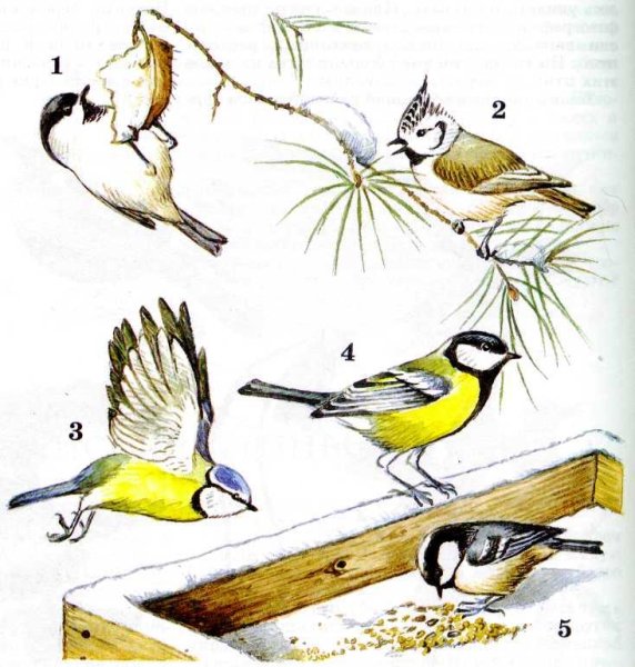 Синичка в разных ракурсах