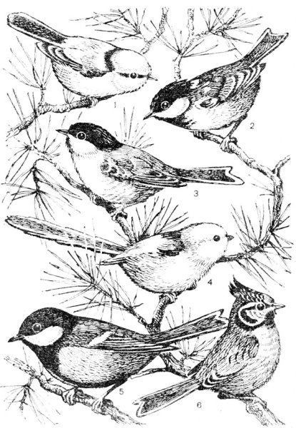 Синичка черно белая