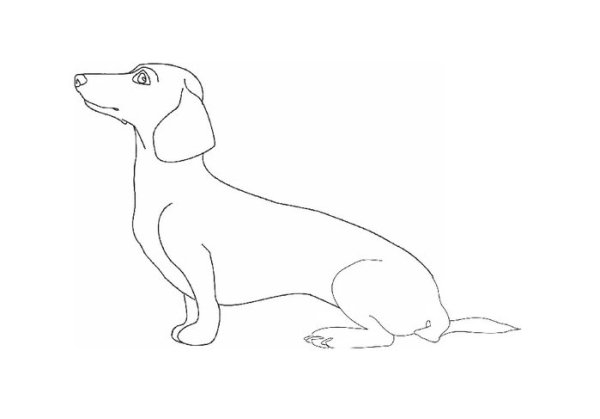 Такса сбоку рисунок