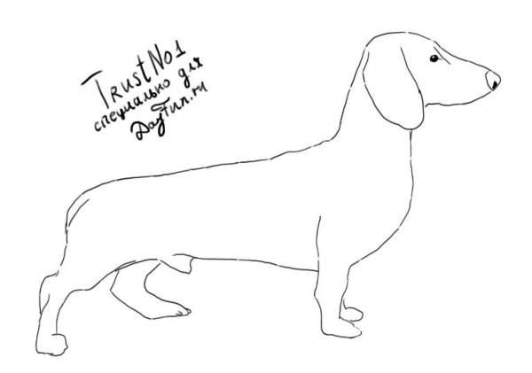 Такса в карандаше сбоку