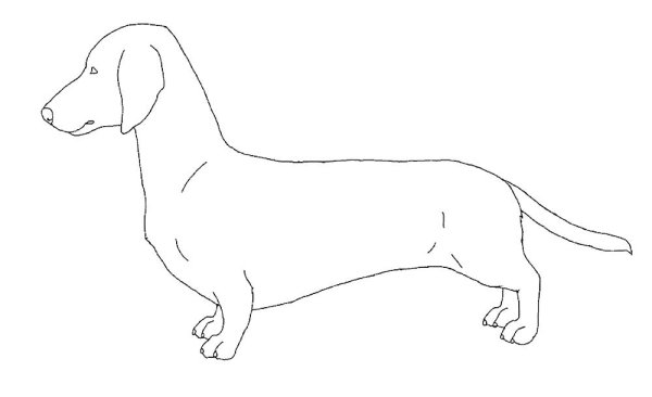 Такса раскраска для детей