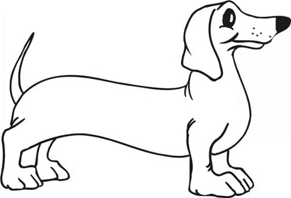 Раскраска такса