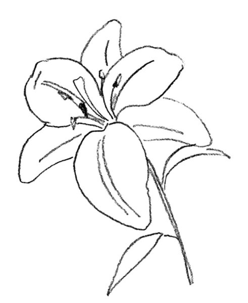 Лилия карандашом