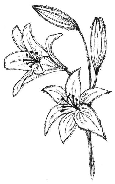 Лилии эскиз для выжигания