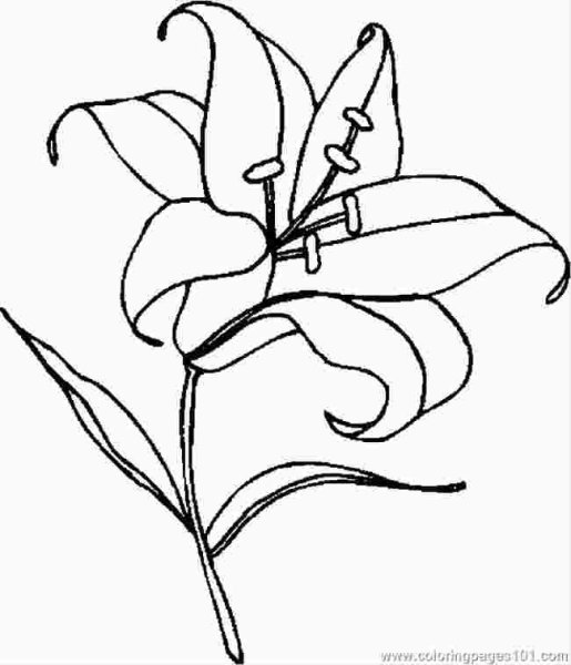 Лилия саранка черно белые