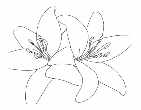 Лилии контур