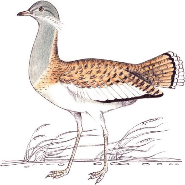 Дрофа рисунок