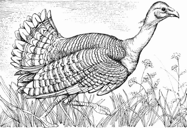 Птица Дрофа раскраска для детей