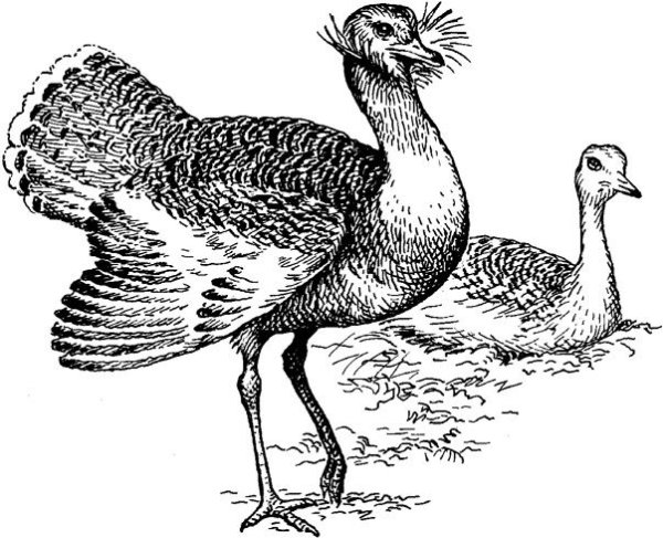 Дудак Дрофа рисунок