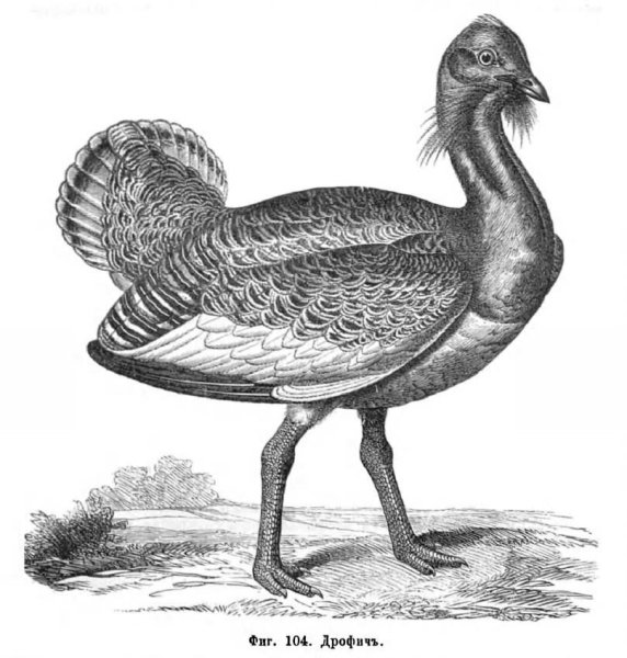 Дрофа рисунок