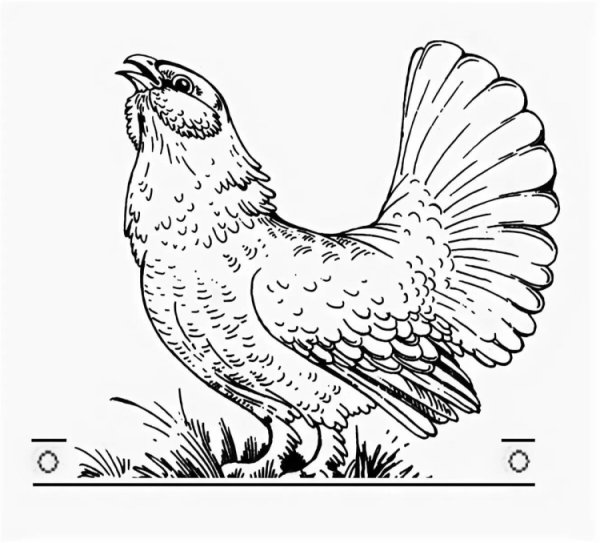 Дрофа птица раскраска