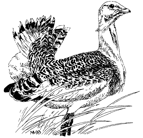 Дрофа раскраска