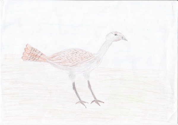 Дрофа раскраска для детей