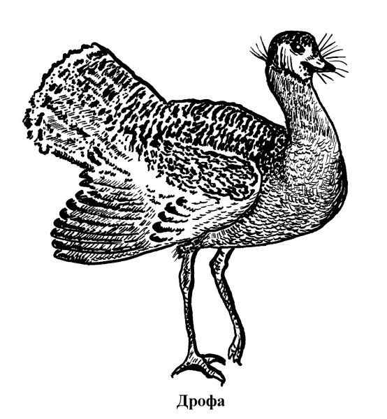 Тетерев Косач раскраска