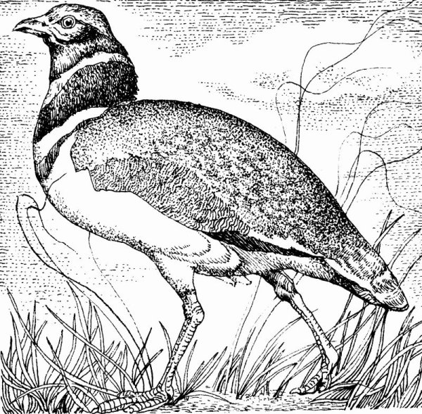 Дрофа раскраска