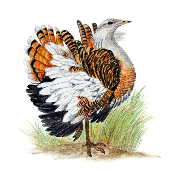 Дрофа рисунок