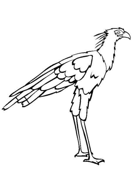 Дрофа на белом фоне