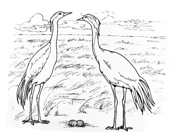 Глухарь раскраска