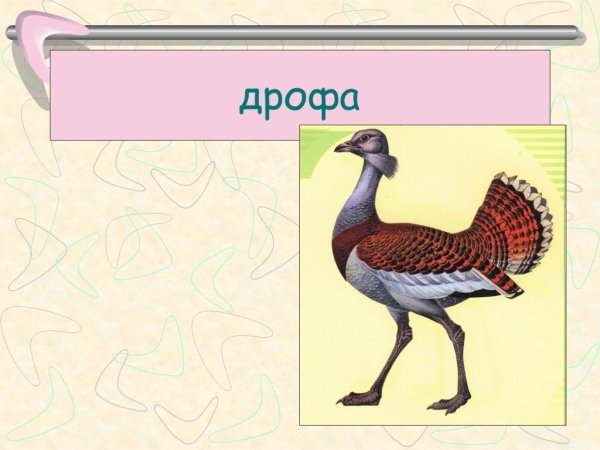 Гусь пискулька рисунок