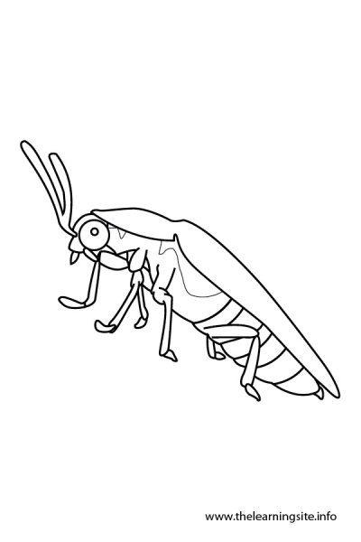 Картинки для раскрашивания Жук