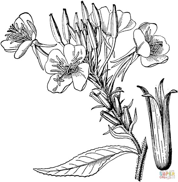 Медуница цветок