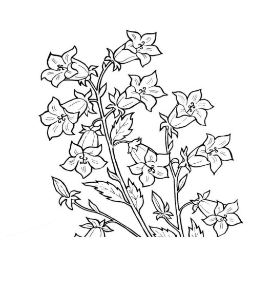 Строение медуницы лекарственной