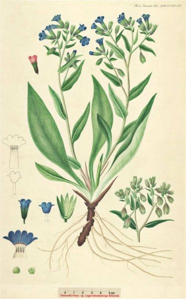 Табак махорка диаграмма цветка