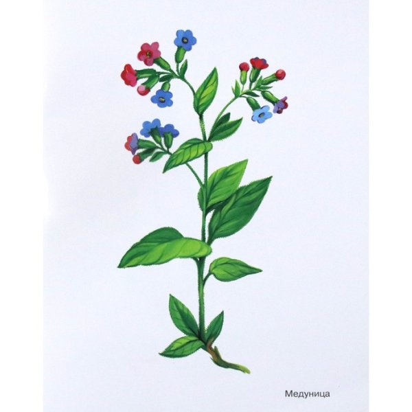 Примула первоцвет раскрасить