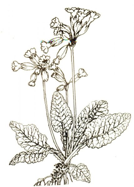 Медуница раскраска