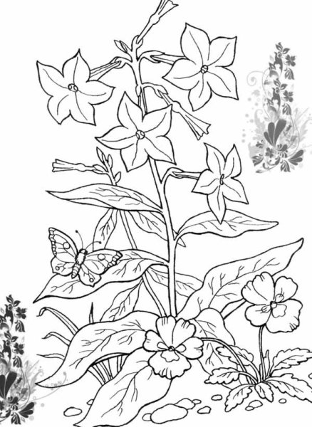 Медуница раскрасить