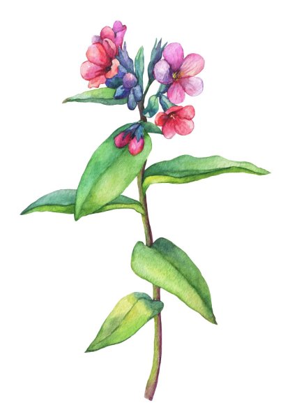 Медуница растение раскраска