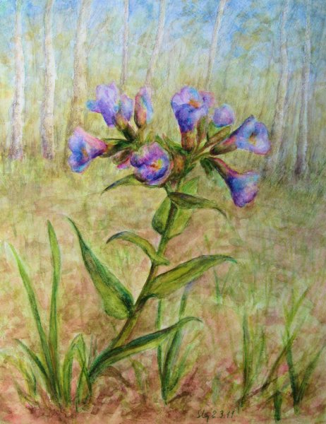 Раскраска Медуница цветок