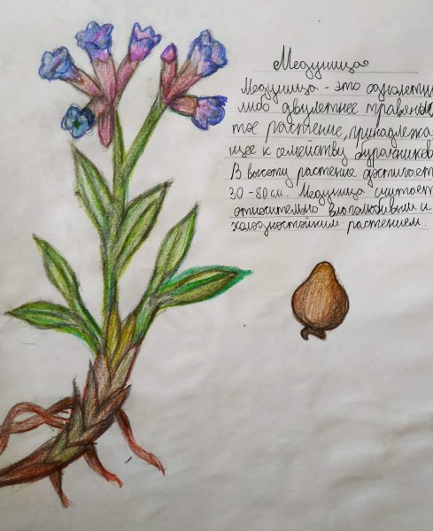 Примула первоцвет раскрасить