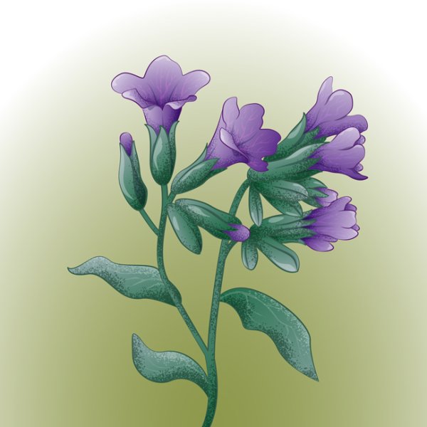 Примула первоцвет весенний раскраска