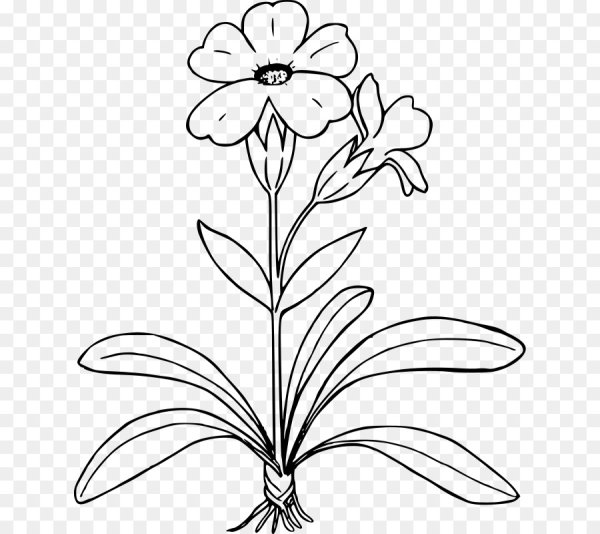 Примула первоцвет весенний раскраска