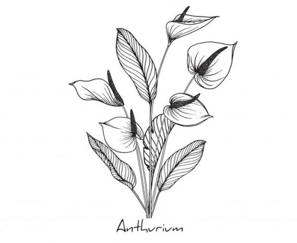 Спатифиллум ботаника корни