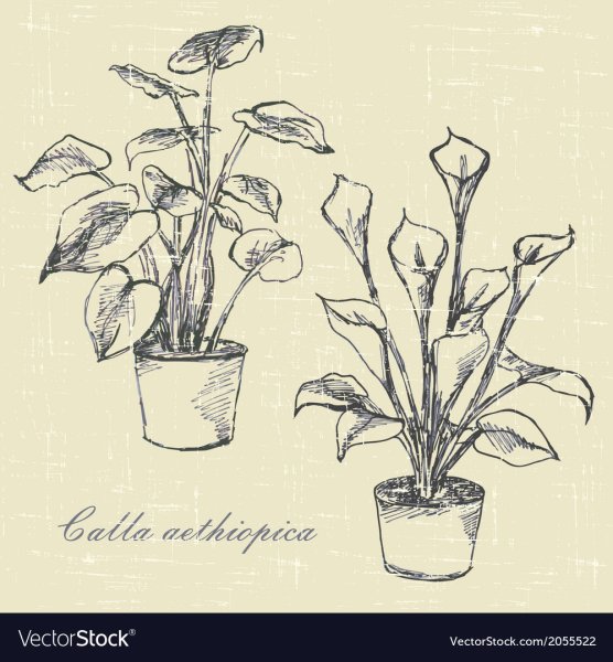 Антуриум Андре рисунок