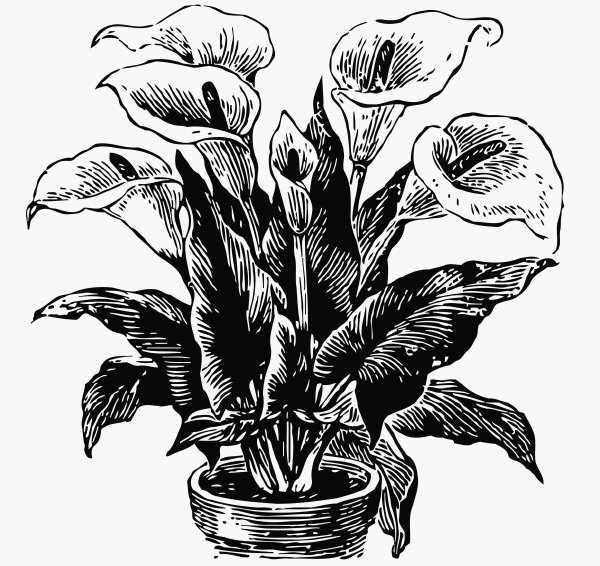 Комнатные растения Антуриум раскраска