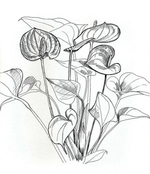 Каллы цветы рисунок