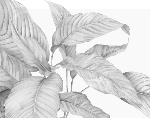 Антуриум зарисовка