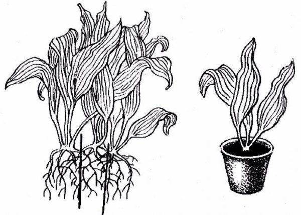 Спатифиллум стилизация