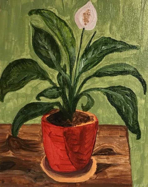 Антуриум цветок раскраска