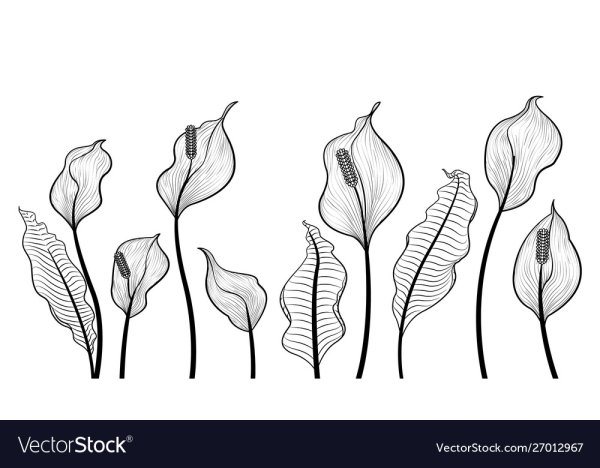 Стилизация цветов Калла