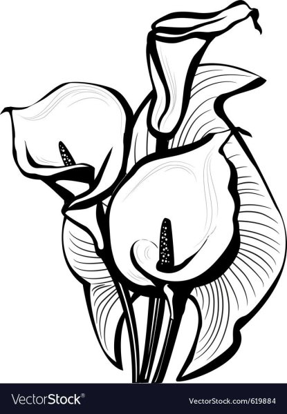 Антуриум раскраска для детей