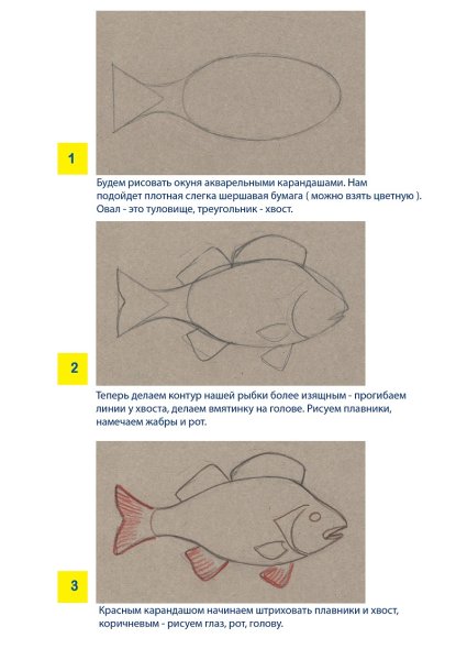 Как нарисовать окуня карандашом поэтапно